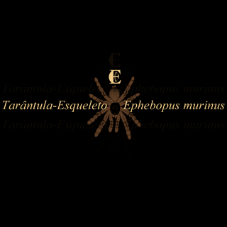 Nome do produto Tarântula-Esqueleto
