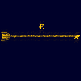 Nome do produto Sapo Ponta de Flecha (Pima)