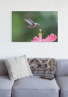 Nome do produto POSTER BEIJA FLOR