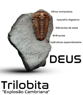 Nome do produto Trilobita