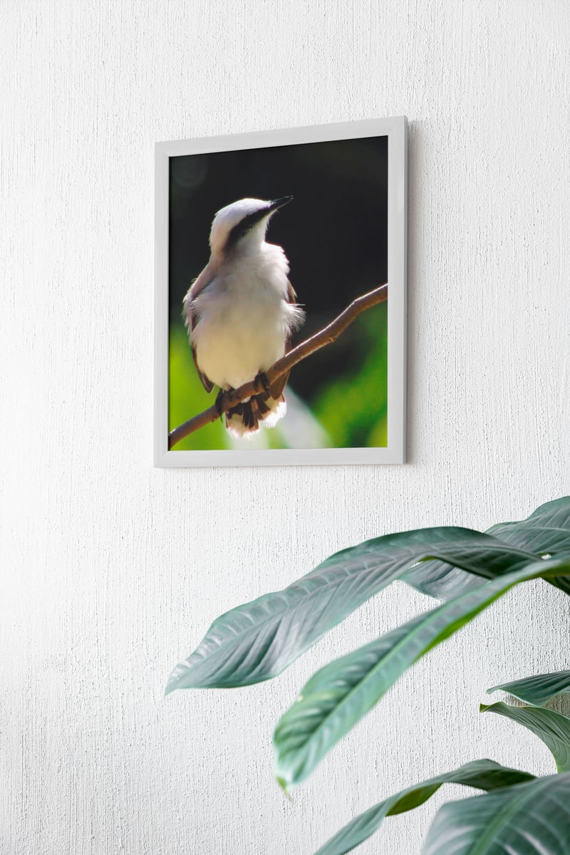Nome do produto: Jardim Botânico 01<br>Poster / Retrato