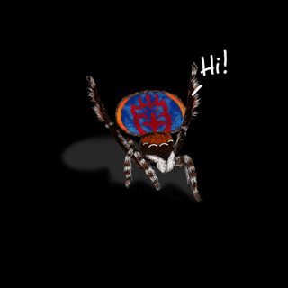 Nome do produto Camiseta Salticidae Hi!