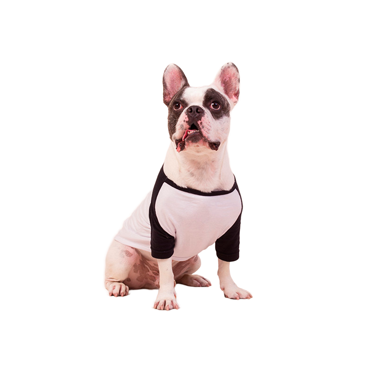 Camisa Pet Dog