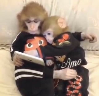 Nome do produtoMoletom Macaquinhos