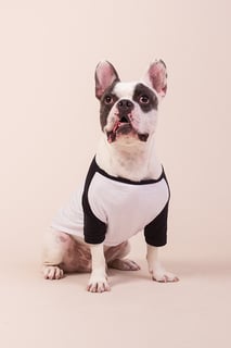 Nome do produto Camisa Pet Dog