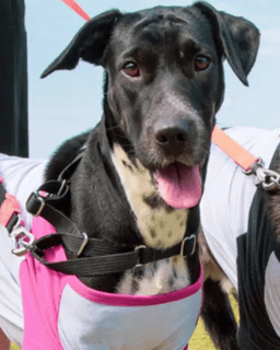 Nome do produto Roupinha pet Personalizada Nome