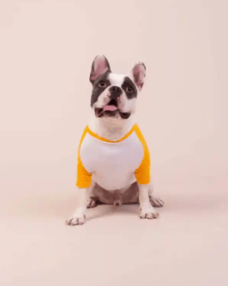 Nome do produto Roupinha pet Personalizada Nome