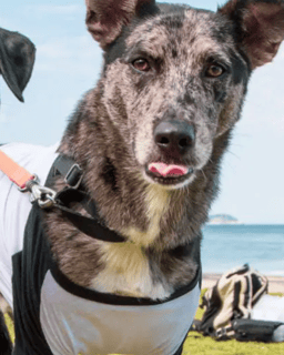 Nome do produto Roupinha pet Personalizada Nome