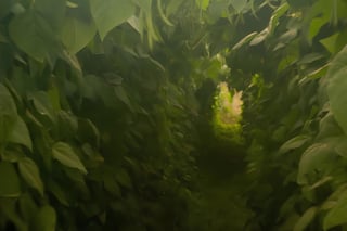 Nome do produto Ecobag - Plantação de Ervilhas