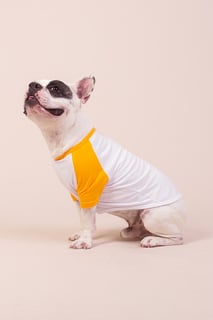 Nome do produtoRoupinha de Pet NASA Space Apps