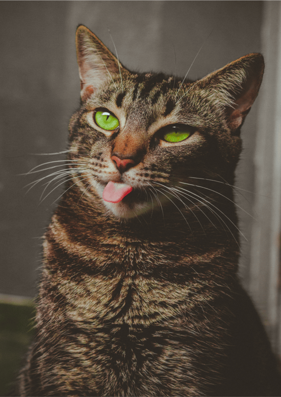 Poster Gato rajado