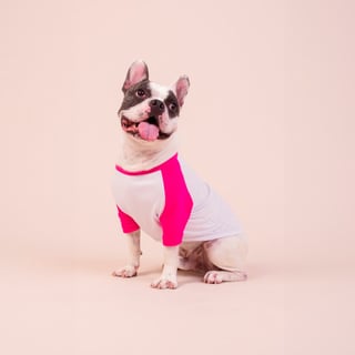 Nome do produto Roupa Pet Petnip Sei Que Sou Fofo - 100% Algodão